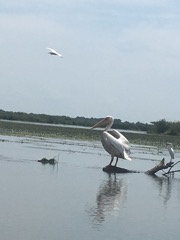 Pelikan in seinem Gebiet
